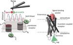 Scientists Develop Novel AFM Technique to Further Understanding of Ligand-Receptor Binding