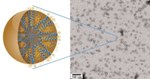 Researchers Develop New Nanocarriers for Brain Cancer Treatment