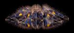 Nanostructures in Tarantula Hair Could be Key for Improved Screen Design
