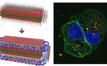 Brightly Fluorescent Lipoprotein Nanoplatelets for Imaging Biological Molecules and Cells