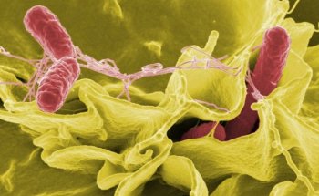 New Light-Activated Nanotherapy Suggested for Terminating Antibiotic-Resistant Bacteria