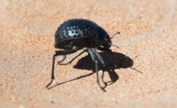 Namib Desert Beetle Inspires Researchers to Develop Frost Controlling Methodology