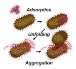 Blood Serum Proteins Prompt Gold Nanoparticles to Aggregate