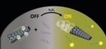 Researchers Develop Sensitive Ricin Biosensors Based on Aptamers
