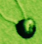 New Microscopy Technique Helps Gain Key Insights into Structure of Telomeres