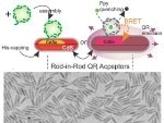 Researchers Demonstrate High-Efficient Energy Transfer Between Semiconductor Quantum Rods and Luciferase Enzymes
