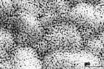 Fraunhofer Researchers Use Nanoporous Gold Structure to Develop High-Resolution Illumination System