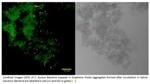 Graphene Oxide Could Help Fight Hospital-Acquired Infections
