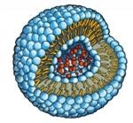 Soap-Bubble-Like Nanocontainers Show Promise for Drug Delivery to Constricted Coronary Arteries