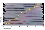 MIT Generates Nontoxic Portable Power by Burning Sucrose-Coated Carbon Nanotubes