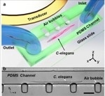 Penn State Researchers Use Microfluidic Device to Manipulate Small Cells and Organisms
