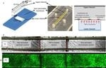 New Technique Uses Antibody-Coated Nanoparticles for Real-Time Microscopic Analysis of Cell-to-Cell Interactions