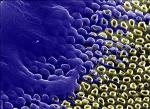 New Method Uses Carbon Nanotubes for Efficient Gene Transfer