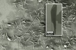 Graphene’s Imperfect and Cheaper Form Helps Develop Nanoscrolls