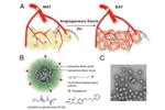 Researchers Develop Fat-Fighting Nanoparticles that Show Promise for Treating Obesity
