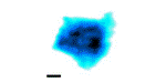 Researchers Directly Visualize Nuclear Pore’s Selective Barrier and Dynamic Behavior Using High-Speed AFM