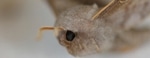 Kiel’s Researchers Explore Nanostructure of Animal Cells