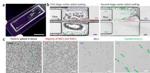 Novel Microfluidic Device Enables Automatic Double Extraction and Purification of Target Cells