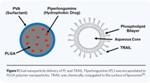 Dual Nanoparticle Delivery Mechanism Offers New Anti-Cancer Therapy