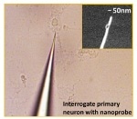 Researchers Use Nanoprobe to Measure Levels of Alzheimer's-Associated Proteins in Living Cells