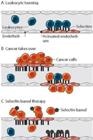 New Nanotherapy Approach to Target Cancer Tumors