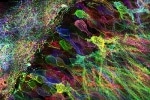 MIT’s Microscopy Method Paves Way For Scientists to Locate RNA Molecules in Brain
