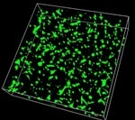 Silk-Based Microfluidic Device Shows Potential for Implantable Devices, Drug Testing