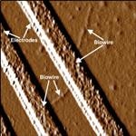 New ‘Biowire’ Developed by Scientists