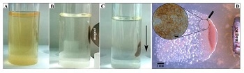 Researchers Develop a Nanoencapsulation for Oil-Degrading Bacteria