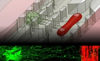 MIT Engineers Develop New Microfluidic Device that Mimics Muscle-Nerve Connection