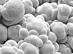 News from Quorum: The Sainsbury Laboratory at the University of Cambridge uses Quorum Cryo-SEM Preparation System for Research in Plant Biology 