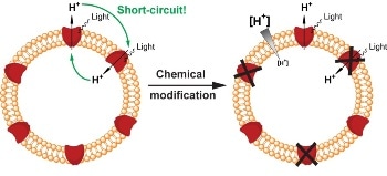 Chemical Switch Engineered into a Light-Driven Proton Pump