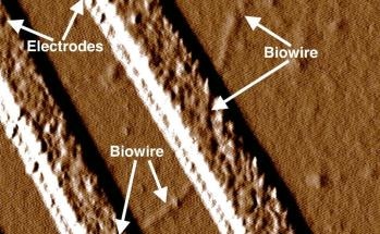 ONR-Sponsored Scientists Create Electrical Wires Using Renewable "Green" Energy Resources