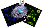 Translating the Power of Organometallic Catalysis to the Mitochondria of Living Cells