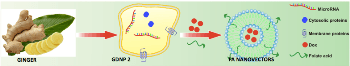 Edible Ginger-Derived Nano-Lipid Can be Used to Treat Colon Cancer
