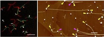 New Versatile Method Helps Build Single Nanowire Extending from Specific Starting Point