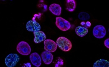 High-Capacity Nanoparticle for Potential Use in Targeted Cancer Therapy