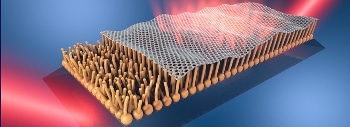 Graphene Could Enter the Body on Top of a Stable Lipid Monolayer