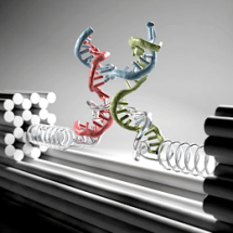 New Nanotool Helps Characterizing Mechanical Properties of Biomolecules