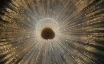 Nanometer-Scale Image Provides New Information Regarding Marine Shell Formation
