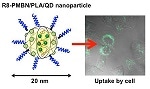 Imaging the Inside of Cells Using Polymeric Nanoparticles