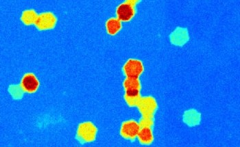 Researchers Create 2D Nanomaterials by Dissolving Layered Materials in Liquids