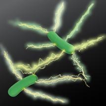 Microbiologists Help Advance Development of 'Green' Electronics Using Microbial Nanowires