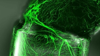 New Technique for Engraving Complex, Nanometric Patterns on Polymer Fibers