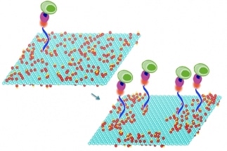 Graphene Sheets Could Help Capture and Analyze Individual Blood Cells Efficiently