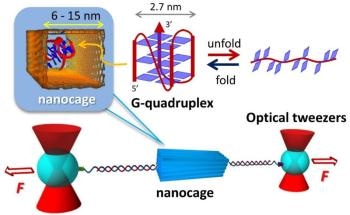 Building Nanocages can Help Observe G-Quadruplex Biomolecules