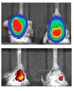 Innovative Testing Platform for Assessing Nanotherapeutics for Different Cancers