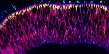 New Nanobody Tool Used for Transferring Proteins
