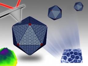 Nanotechnology Helps Expose Workings of Bacterial 'Machines'