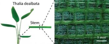Plant Inspiration Helps Researchers Create Graphene-Based Aerogel for Use in Flexible Electronics